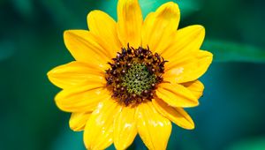 Preview wallpaper sunflower, flower, petals, yellow, wet, macro