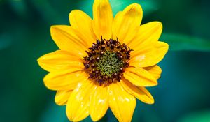 Preview wallpaper sunflower, flower, petals, yellow, wet, macro