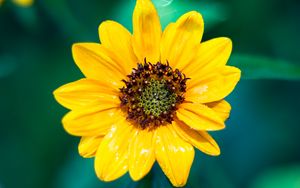 Preview wallpaper sunflower, flower, petals, yellow, wet, macro