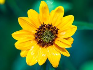 Preview wallpaper sunflower, flower, petals, yellow, wet, macro