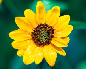 Preview wallpaper sunflower, flower, petals, yellow, wet, macro