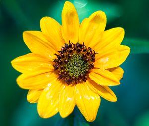 Preview wallpaper sunflower, flower, petals, yellow, wet, macro