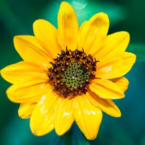 Preview wallpaper sunflower, flower, petals, yellow, wet, macro