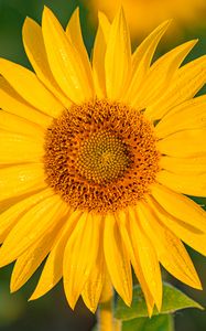 Preview wallpaper sunflower, flower, petals, wet, yellow