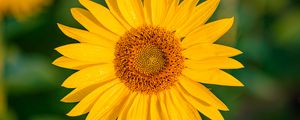 Preview wallpaper sunflower, flower, petals, wet, yellow