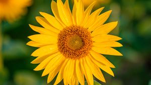 Preview wallpaper sunflower, flower, petals, wet, yellow