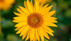 Preview wallpaper sunflower, flower, petals, wet, yellow