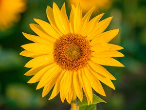 Preview wallpaper sunflower, flower, petals, wet, yellow