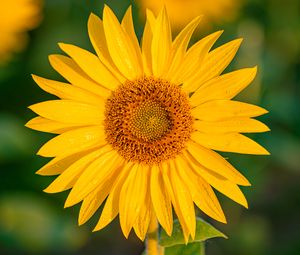 Preview wallpaper sunflower, flower, petals, wet, yellow