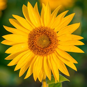 Preview wallpaper sunflower, flower, petals, wet, yellow