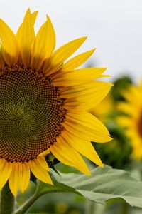 Preview wallpaper sunflower, flower, petals, leaves, yellow, macro