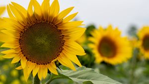 Preview wallpaper sunflower, flower, petals, leaves, yellow, macro