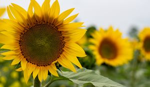 Preview wallpaper sunflower, flower, petals, leaves, yellow, macro