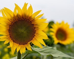 Preview wallpaper sunflower, flower, petals, leaves, yellow, macro