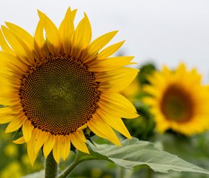 Preview wallpaper sunflower, flower, petals, leaves, yellow, macro