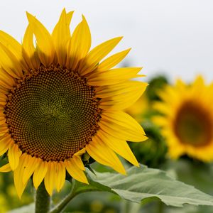 Preview wallpaper sunflower, flower, petals, leaves, yellow, macro