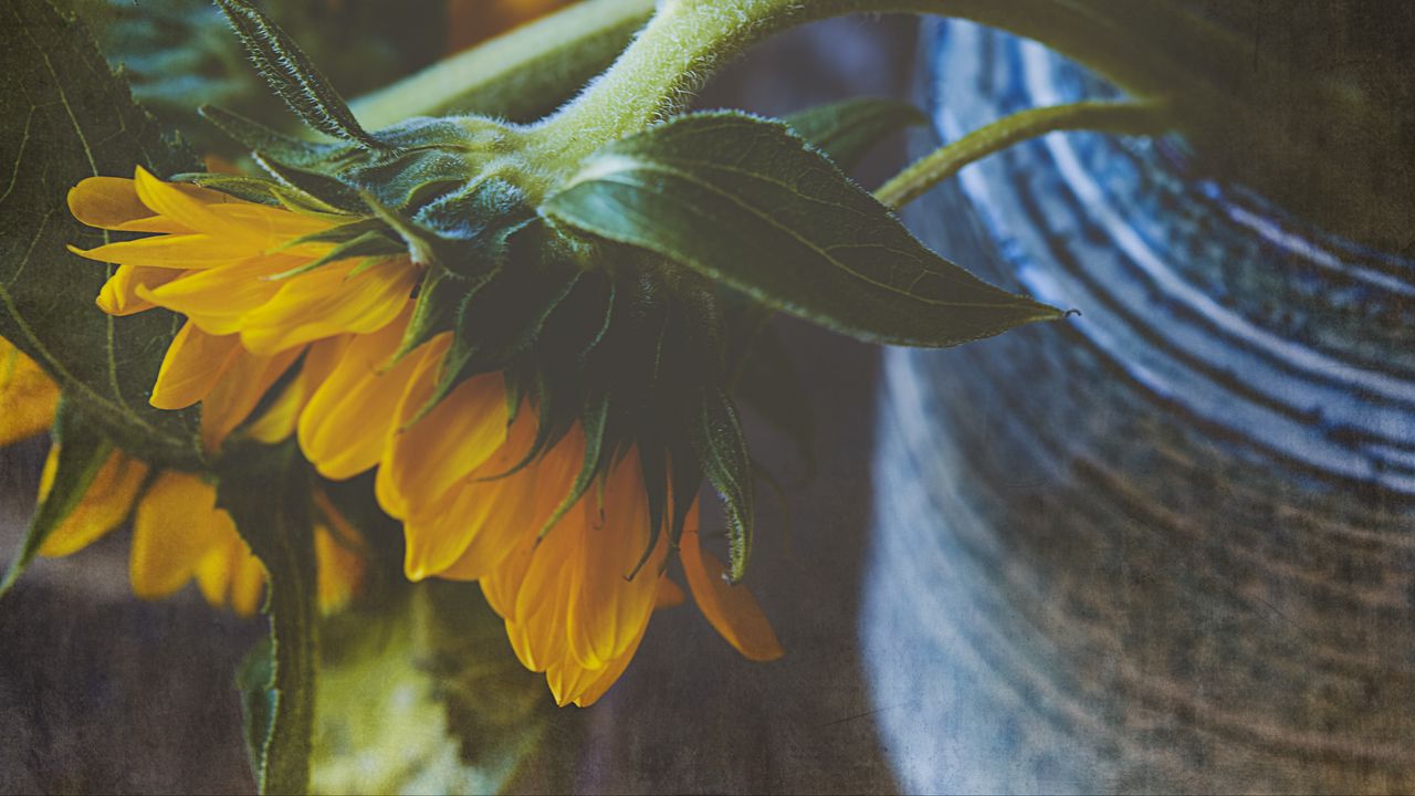 Wallpaper sunflower, flower, petals, macro, yellow, green