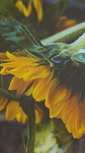 Preview wallpaper sunflower, flower, petals, macro, yellow, green