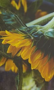 Preview wallpaper sunflower, flower, petals, macro, yellow, green