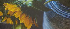 Preview wallpaper sunflower, flower, petals, macro, yellow, green