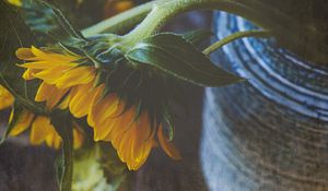 Preview wallpaper sunflower, flower, petals, macro, yellow, green