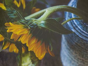 Preview wallpaper sunflower, flower, petals, macro, yellow, green