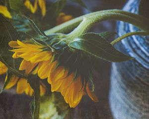 Preview wallpaper sunflower, flower, petals, macro, yellow, green