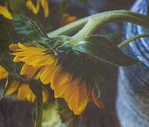 Preview wallpaper sunflower, flower, petals, macro, yellow, green