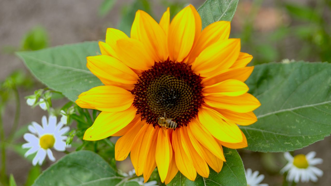 Wallpaper sunflower, flower, petals, bee, macro, yellow