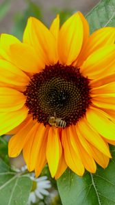 Preview wallpaper sunflower, flower, petals, bee, macro, yellow