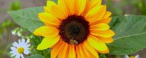 Preview wallpaper sunflower, flower, petals, bee, macro, yellow