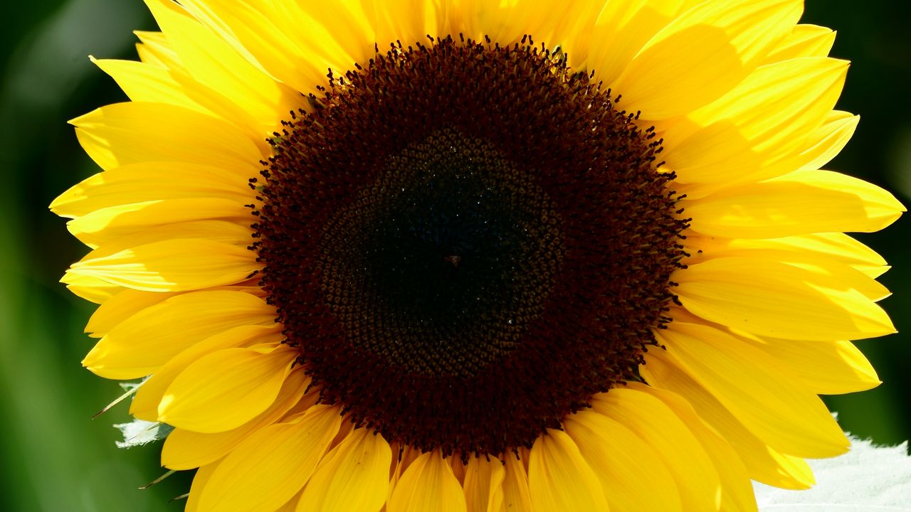 Wallpaper sunflower, flower, petals, leaves, yellow