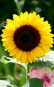 Preview wallpaper sunflower, flower, petals, leaves, yellow