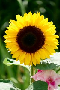 Preview wallpaper sunflower, flower, petals, leaves, yellow