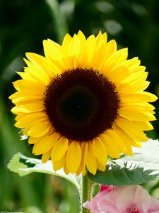 Preview wallpaper sunflower, flower, petals, leaves, yellow