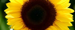 Preview wallpaper sunflower, flower, petals, leaves, yellow