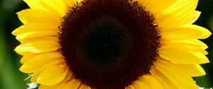 Preview wallpaper sunflower, flower, petals, leaves, yellow