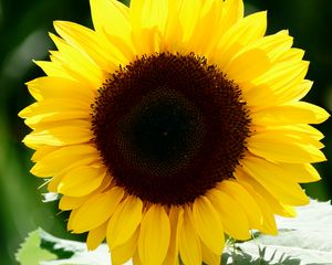 Preview wallpaper sunflower, flower, petals, leaves, yellow