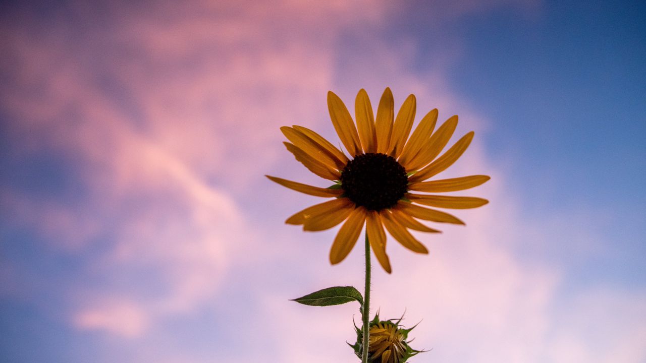 Wallpaper sunflower, flower, petals, sky