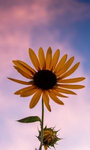 Preview wallpaper sunflower, flower, petals, sky