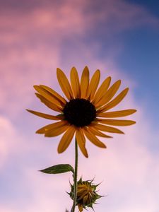 Preview wallpaper sunflower, flower, petals, sky