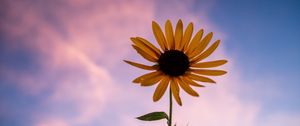 Preview wallpaper sunflower, flower, petals, sky