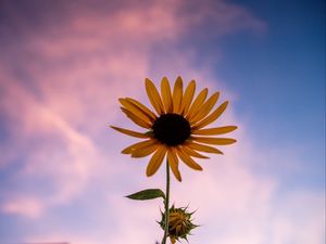 Preview wallpaper sunflower, flower, petals, sky