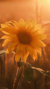 Preview wallpaper sunflower, flower, petals, leaves, sunset