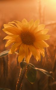 Preview wallpaper sunflower, flower, petals, leaves, sunset