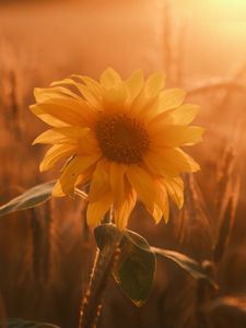 Preview wallpaper sunflower, flower, petals, leaves, sunset