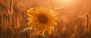 Preview wallpaper sunflower, flower, petals, leaves, sunset