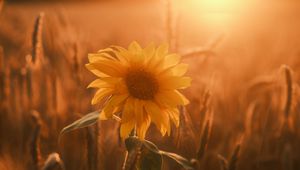 Preview wallpaper sunflower, flower, petals, leaves, sunset