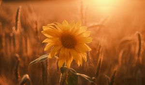 Preview wallpaper sunflower, flower, petals, leaves, sunset