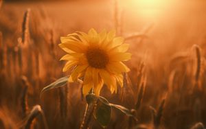 Preview wallpaper sunflower, flower, petals, leaves, sunset